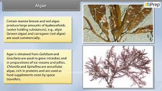 Algae Chlorophyceae Phaeophyceae and Rhodophyceae  Plant Kingdom  Biology  Class 11th  iPrep [upl. by Eceinart]