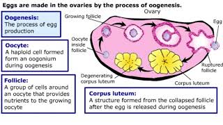 Gametogenesis [upl. by Acissej]
