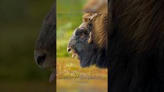 Arctic Herds How Musk Oxen Fight shorts muskox [upl. by Llehsim408]