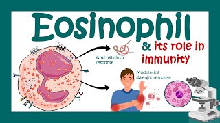 Eosinophils Eosinophil and its role in immunity  What causes high eosinophil  Eosinophilia [upl. by Prospero82]