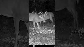 How many points can you see comment like wildlife subscribe bucks share deer fyp shorts [upl. by Isobel]