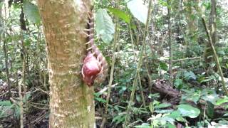 Panay Giant Centipede Scolopendra cf subcrustalis [upl. by Raffo]