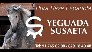 YEGUADA SUSAETA  ANDALUSIAN HORSES FOR SALE VIDEO PRESENTATION [upl. by Christmas]