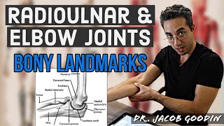 Elbow amp Radioulnar Anatomy Bony Landmarks [upl. by Aivan]