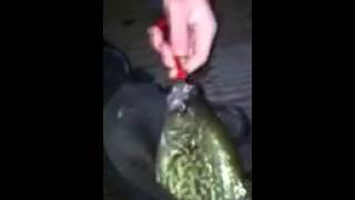 Puddingstone crappie night fishing [upl. by Belak]