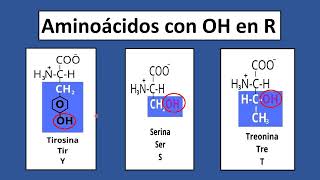 Todo lo que necesita conocer sobre los aminoácidos [upl. by Jarus]