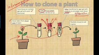 Micropropagation IB Biology 2015 [upl. by Polloch]