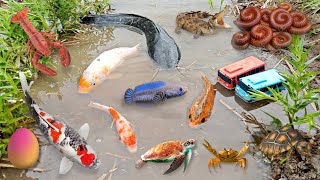 Wow Catch monter catfish in the hole there are ornamental fish koi fish snakehead fish eels [upl. by Luemas]