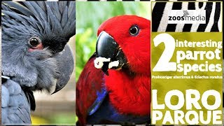 Loro Parque Palmkakadus Edelpapageien amp Tony Greenwoods  zoosmedia [upl. by Hayse123]