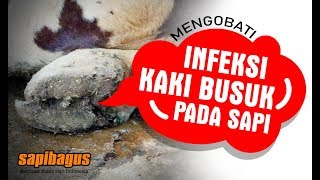 Cara Mengobati Infeksi Kaki Busuk Pada Sapi [upl. by Shute]