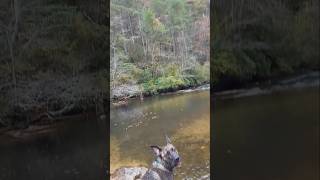 Going to the river to throw a dummy to a dog gsd pitbull boxer [upl. by Irollam546]