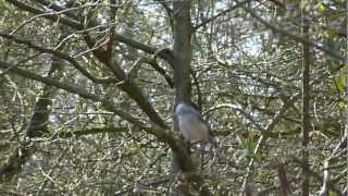 Marsh Tit singing Poecile palustris [upl. by Disraeli290]