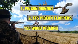 Wood pigeon Shooting  Decoying Summer Wood Pigeon over Standing Wheat 2021 [upl. by Marciano]