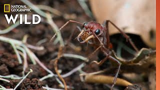 The Australian BullAnt  10 Animals that Can Kill You [upl. by Ileak123]