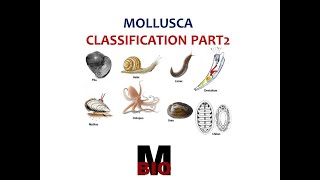 CLASSIFICATION OF MOLLUSCA PART 2 [upl. by Anasiul991]