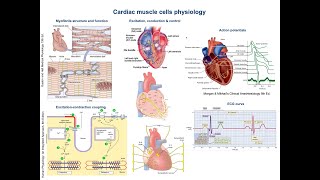 Cardiac muscle cells physiology and concepts [upl. by Aynom760]