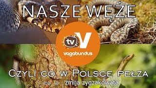 Węże w Polsce  część 2 żmija zygzakowata Vipera berus [upl. by Atteuqehs550]