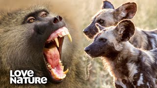 Baboons Use Their Alarm Call to Fend Off Wild Dogs  Love Nature [upl. by Chipman]