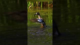 Blue winged Teal swimming in a pond  blue winged teal duck [upl. by Hermione]