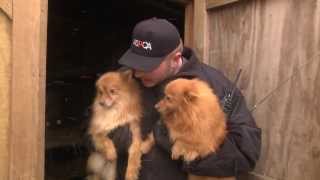 ASPCA and Kentucky Humane Society Rescue Puppy Mill Dogs in Nancy KY Jan 21 2014 [upl. by Ameer]