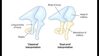 Reicherts Cartilage [upl. by Einittirb]