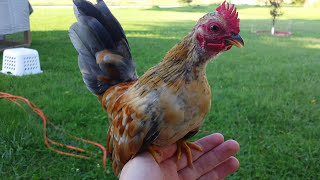 🐓 MINI Rooster Crows Miniature Serama Rooster 🐓 [upl. by Marfe]