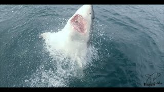 13 Ft Great White Shark breaches with Surfer in Jaws [upl. by Diandre]