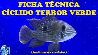 Ficha Técnica Terror Verde Andinoacara rivulatus [upl. by Agnese]