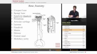 quotSkeletal Systemquot  Anatomy amp Physiology with Educatorcom [upl. by Notxarb]