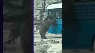 Nature  Qudrat  Naughty bear  Bhaloo ki masti [upl. by Audwen74]