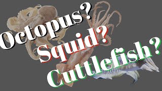 What the difference between octopus squid and cuttlefish [upl. by Datnow]