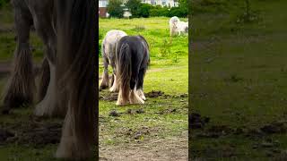 Field full of Gypsy Vanner Horses [upl. by Farrah]