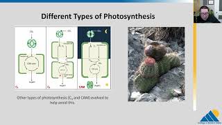 BIOL201 Ch83  Light Independent Reactions of Photosynthesis  OpenStax Biology [upl. by Attenev]