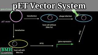 pET Vector System [upl. by Irakab844]