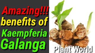 Amazing Benefits of kaempferia galanga ¦ Plant World [upl. by Yvor869]