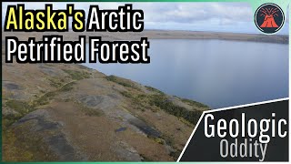 Alaskas Arctic Petrified Forest A Geologic Oddity [upl. by Remlap]