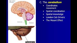 Neuroscience Subcortical Structures [upl. by Siahc279]