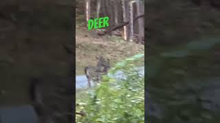 Deer whitetail whitetaildeer whitetailbuck deer shorts nature bucks whitetails [upl. by Atinoj]