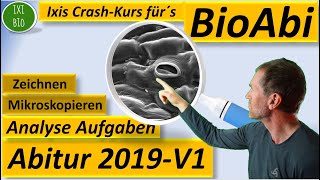 Training für Bio Abitur 2022  Abitur Biologie 2019 analysiert  V1  spaltöffnungen wirkungsweise [upl. by Eelra613]