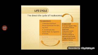 Medical Parasitology lecture 5 Part2 Nematoda [upl. by Ritz]