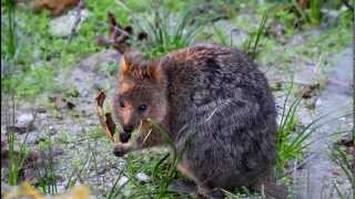 Quokka on Rottnest Island WA [upl. by Harle]