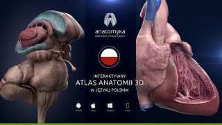 Anatomyka Academic PRO PL 12  teraz w języku polskim [upl. by Benedetta]