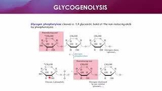 Acid Hydrolysis of Glycogen [upl. by Shannan]