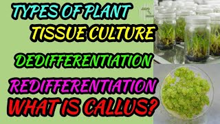 TYPES OF PLANT TISSUE CULTURE  DEDIFFERENTIATION  REDIFFERENTIATION  WHAT IS CALLUS [upl. by Carly]