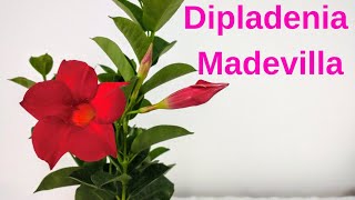 DIPLADENIA Cuidados y propagación MANDEVILLA [upl. by Tnecillim]