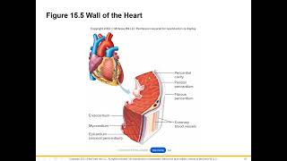 Cardiovascular Lecture Part 1 [upl. by Nutsud]