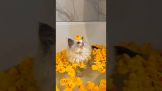 Cute Kittens Videos 😻💞cute kitten [upl. by Silrac]