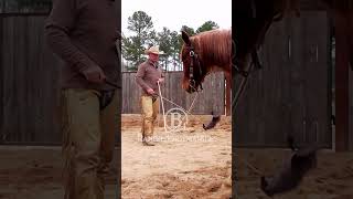 Disengaging the hindquarters isnt control b1 b1horsemanship es20 beone [upl. by Ahsinat]