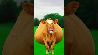 Cow cartoon Cartoon cartoon cartoon video cow sound cow cartoon cow [upl. by Runck]