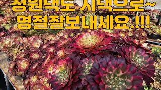 2월9일 ㅡ정원다육ㅡ 민족의대이동 설날입니다 소소한 이벵중입니다 즐거운시간되세요 정원댁01073702040 [upl. by Pena]